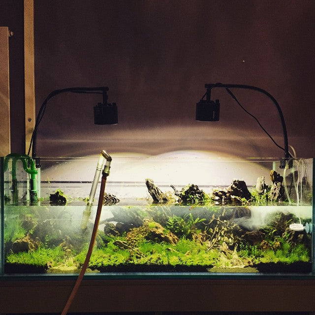 Water change-how much?