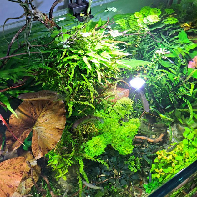 Image showcasing Routine Aquarium Care