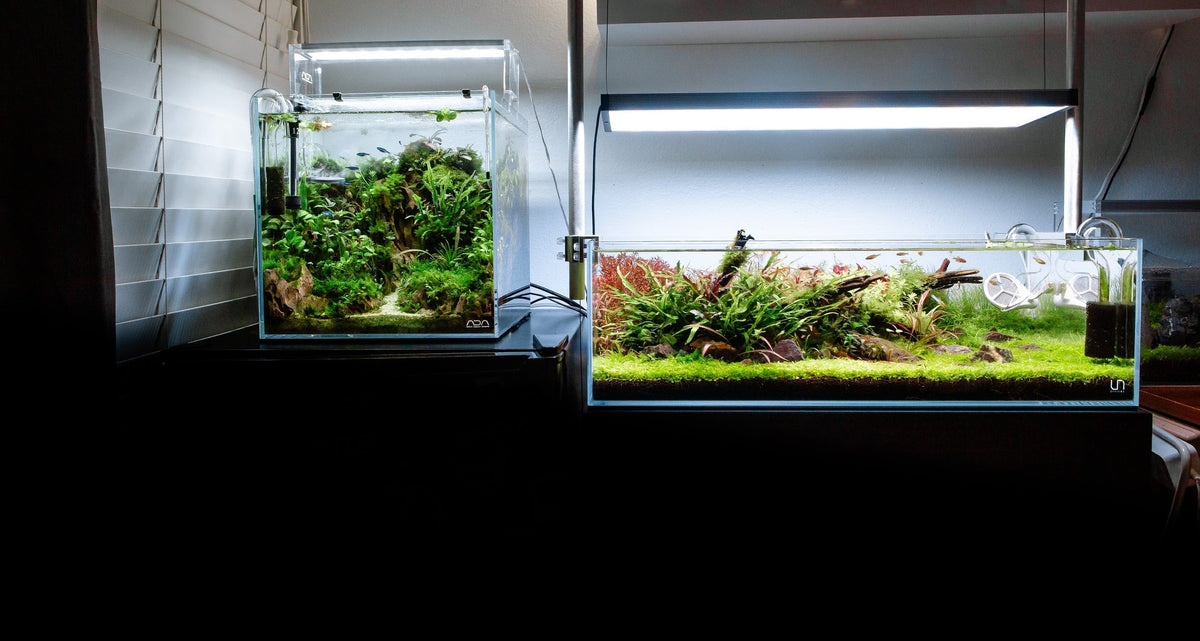 Choosing the right aquarium size