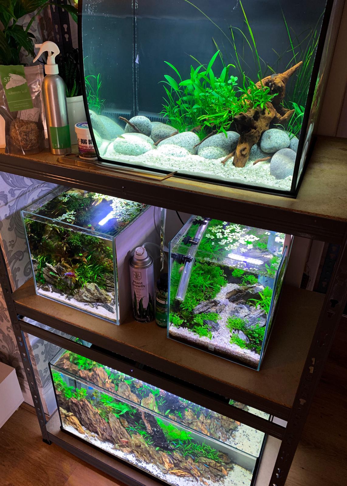 How to create a low-maintenance aquarium