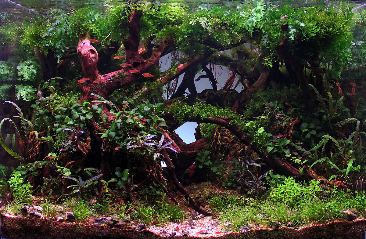 planted aquarium