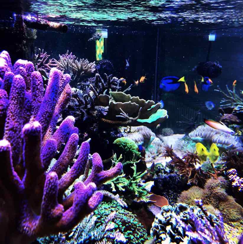 The difference between saltwater and freshwater aquariums