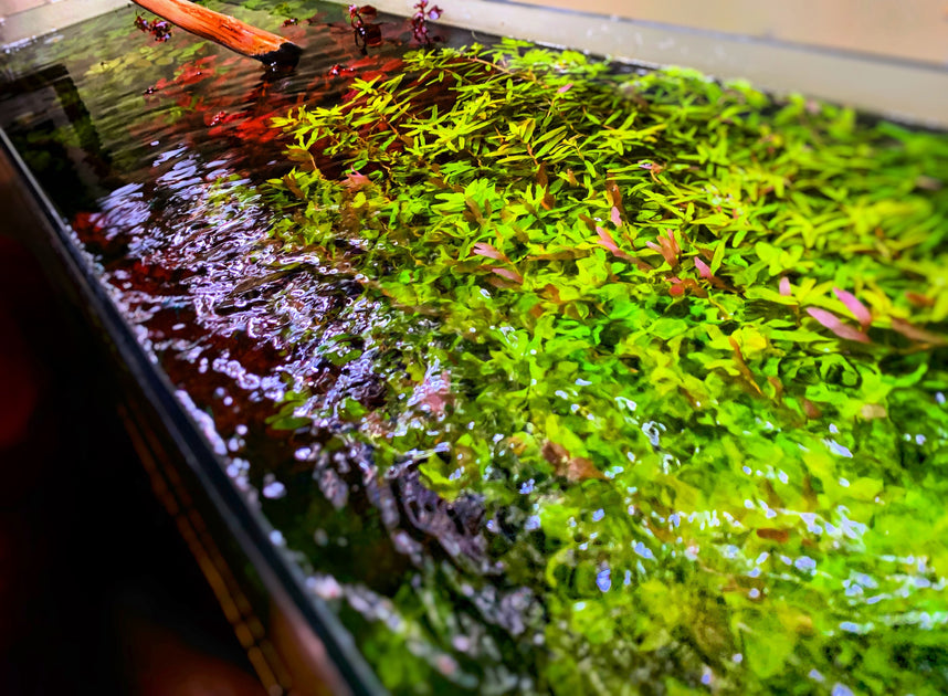 Best Aquarium Plants for Planted Tanks with CO2!