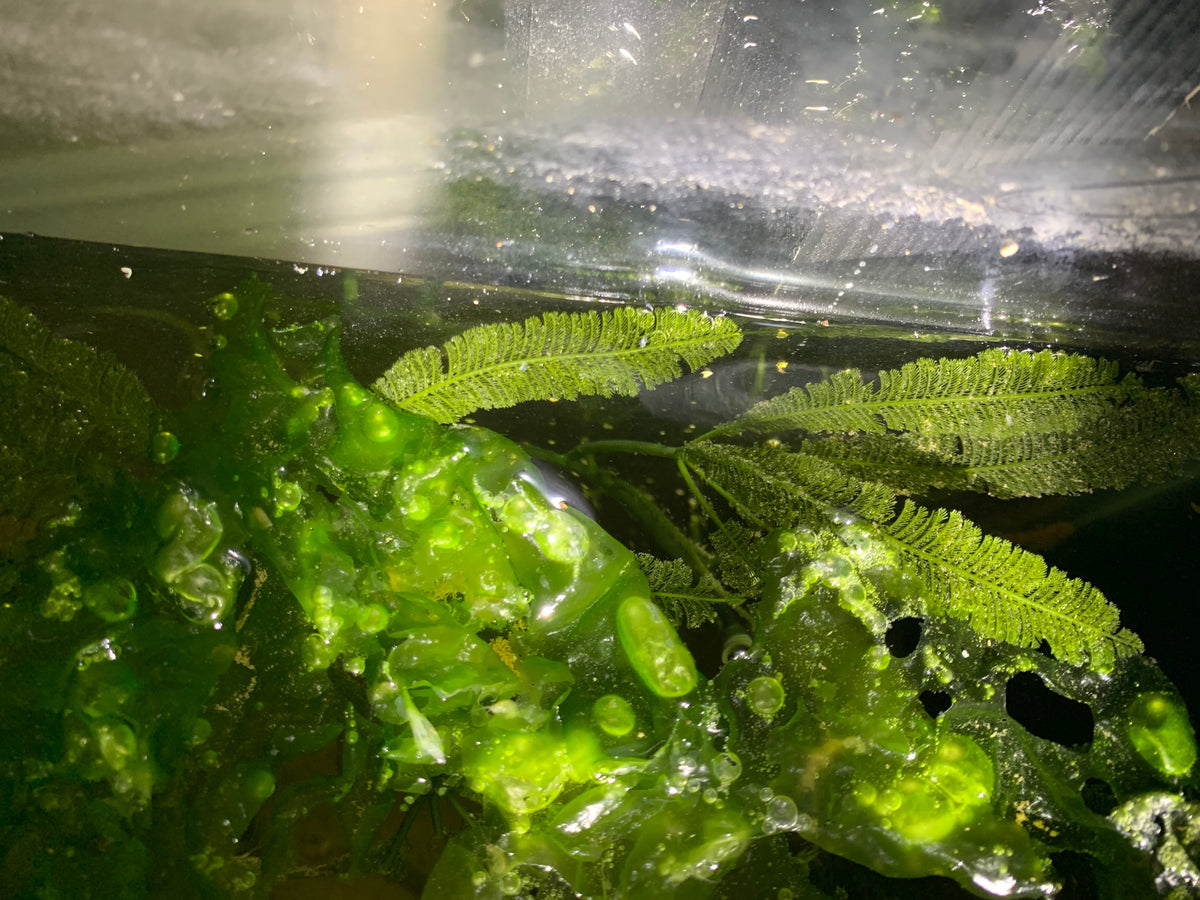 How to prevent the growth of green hair algae