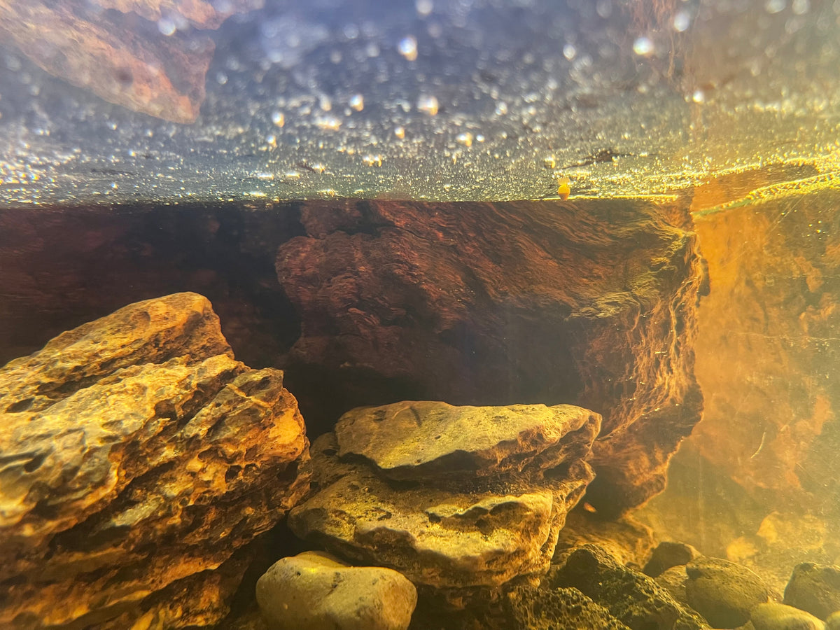 Film in the aquarium