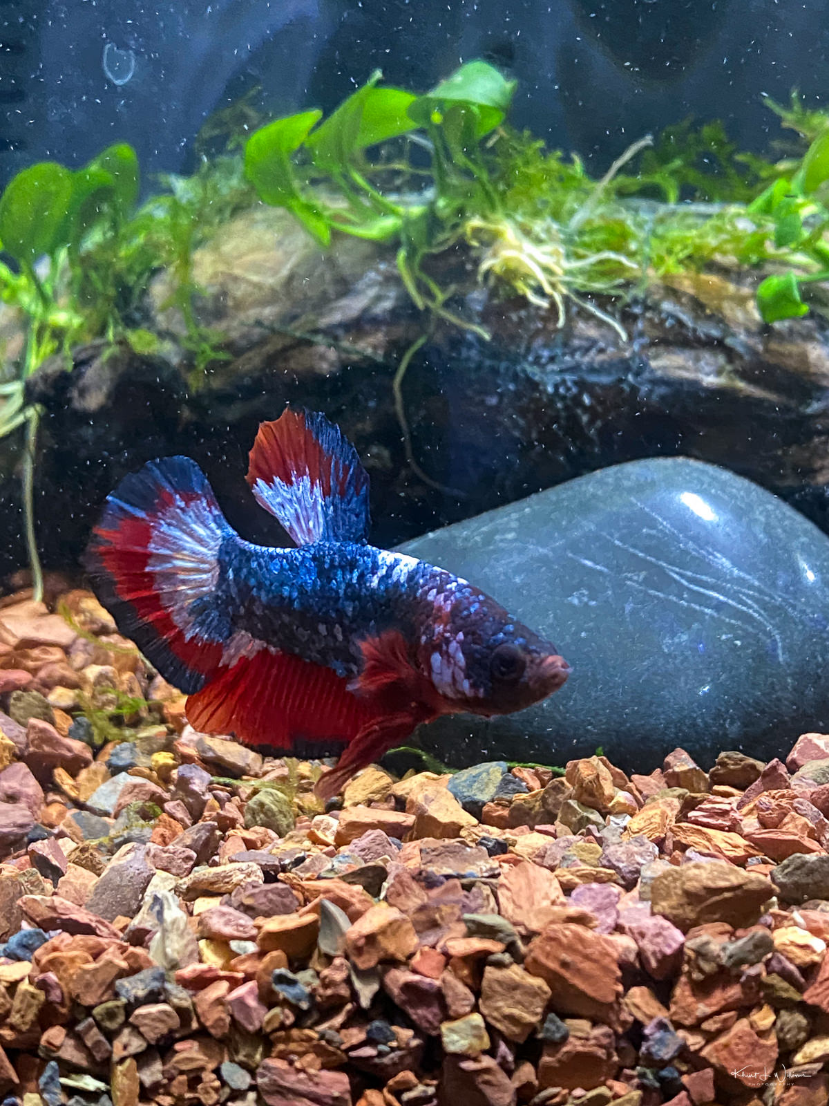 Why is fishkeeping good for kids