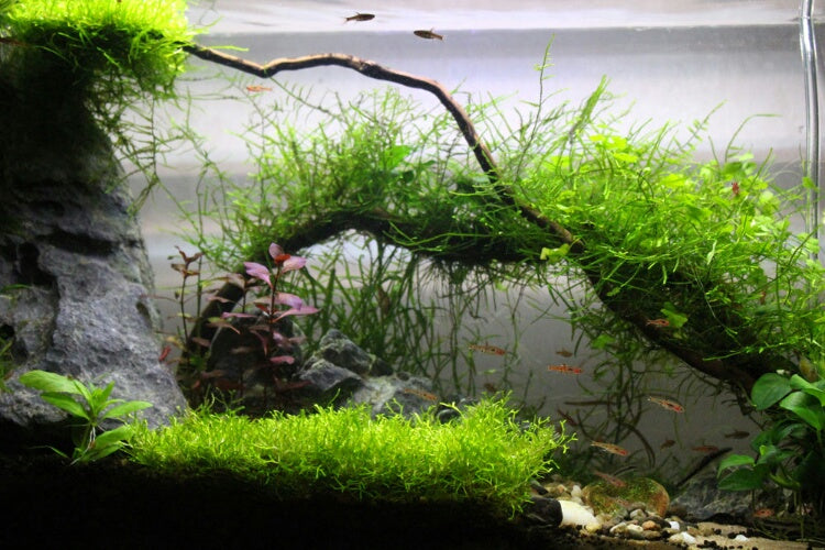 Does CO2 get rid of algae?