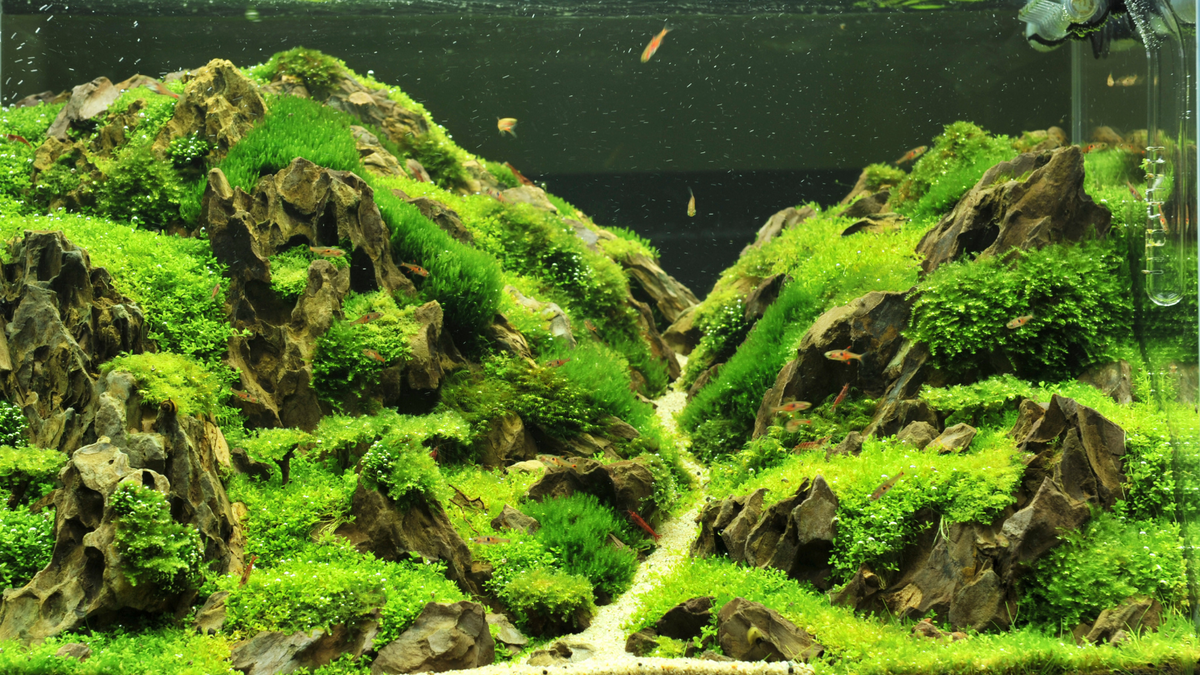 Does liquid CO2 replace pressurized CO2 gas?