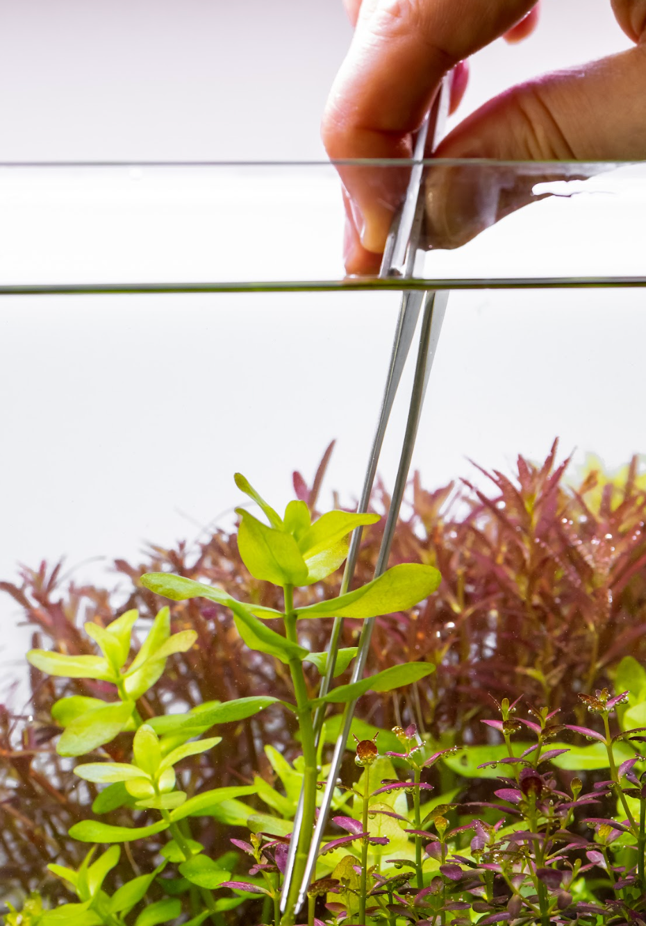 aquarium planting