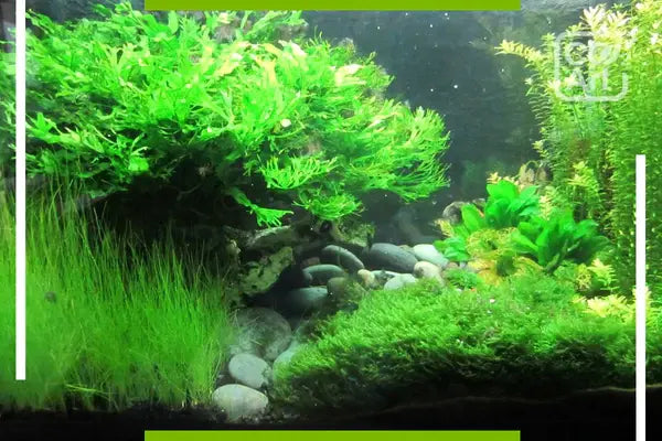 Aquarium algae