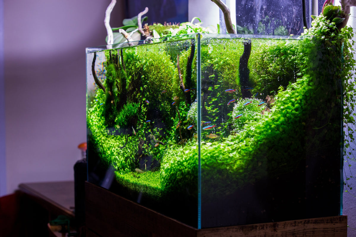 How to remove brown algae in fish tank