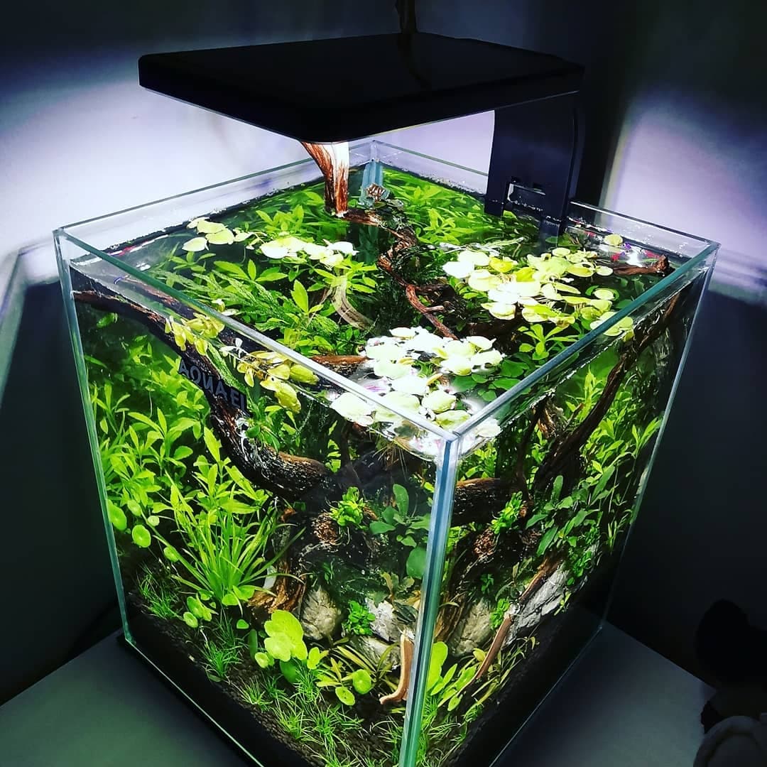 planted co2 aquarium