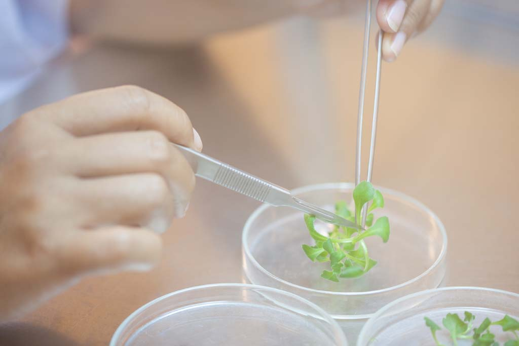 In-vitro aquarium plants