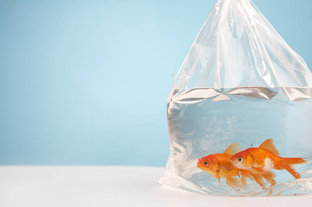 fish in a plastic bag