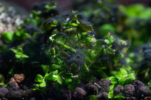 Comprehensive guide to managing black beard algae in aquariums