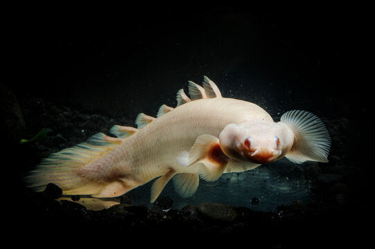the bichir fish