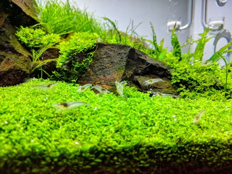 carpeting plants