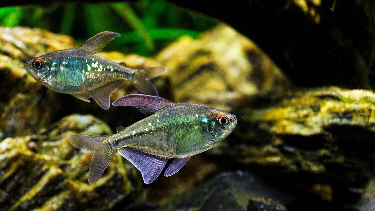 blackwater aquarium
