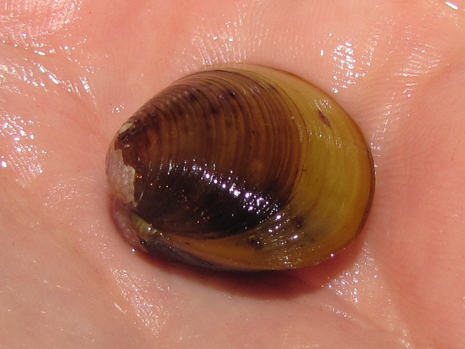 a freshwater clam