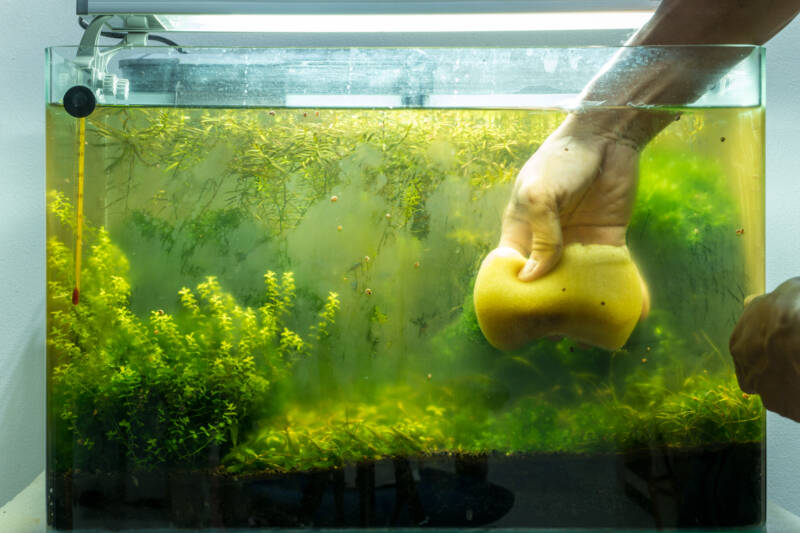 cloudy aquarium water
