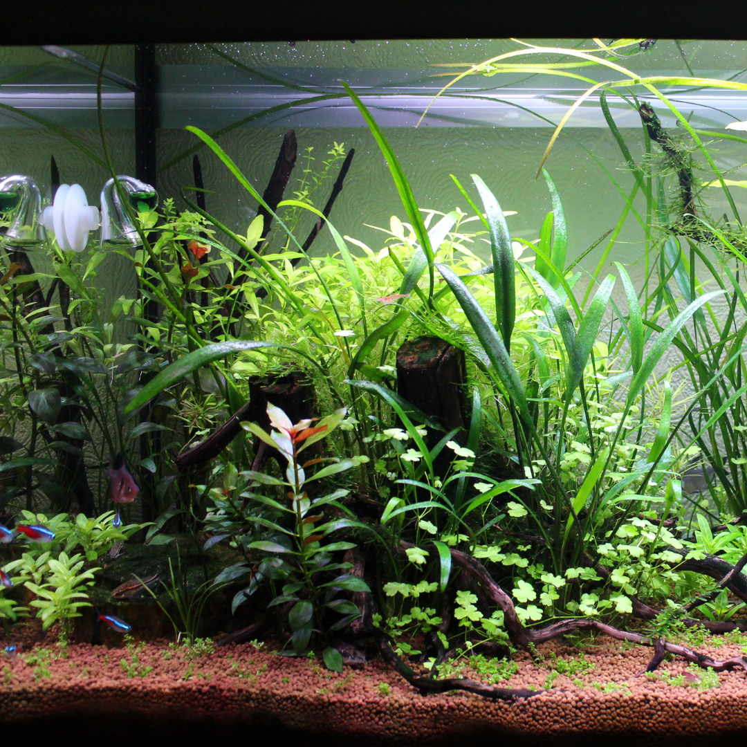 How to determine the CO2 level in you aquarium?