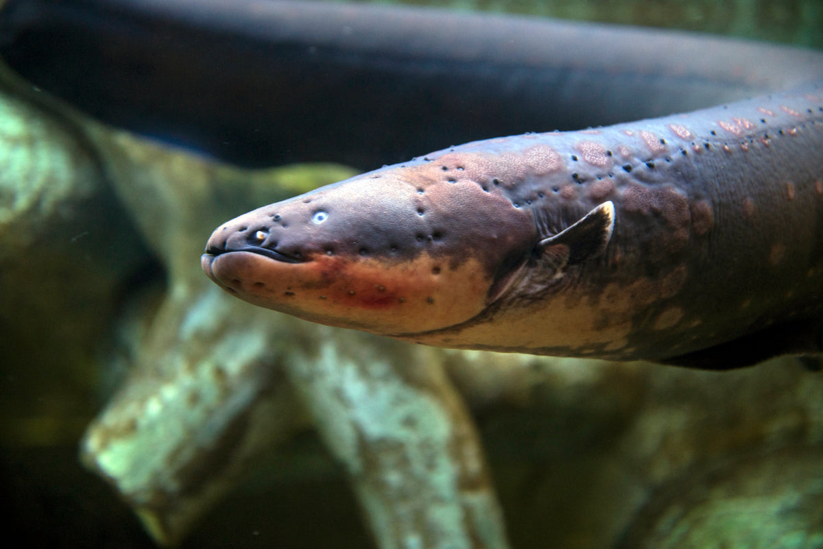 the eel