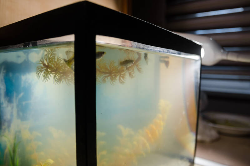 Troubleshooting for green and cloudy water