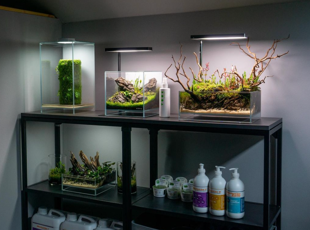 Symptoms of minerals deficiencies in planted aquarium