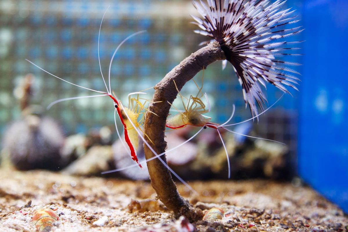 aquarium shrimp
