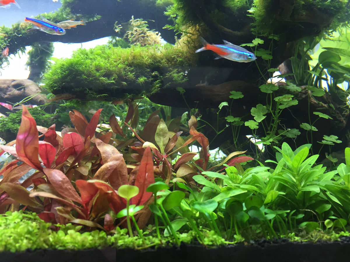 Should you try UV sterilisers in your aquarium?