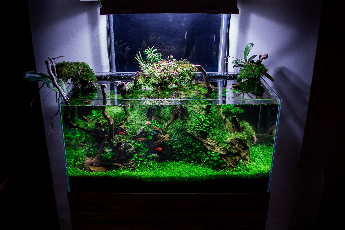 an aquarium