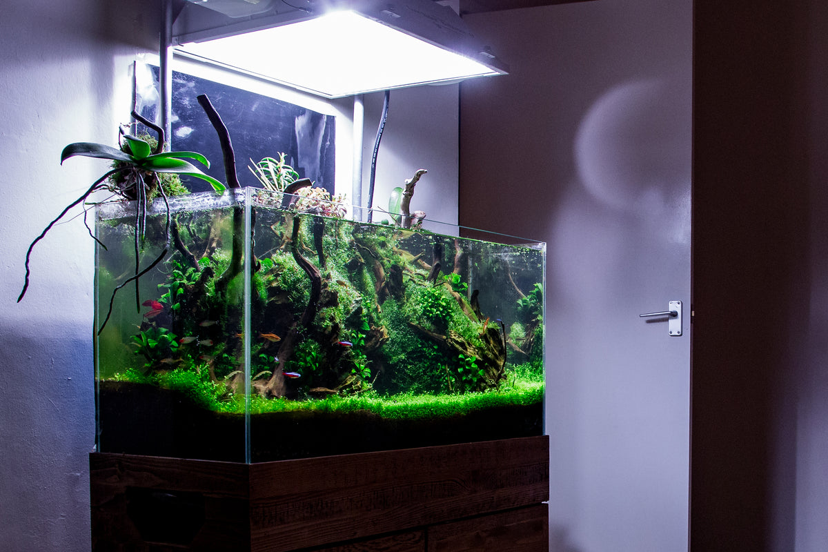 CO2 aquarium systems- how to start the Hi-Tech approach?