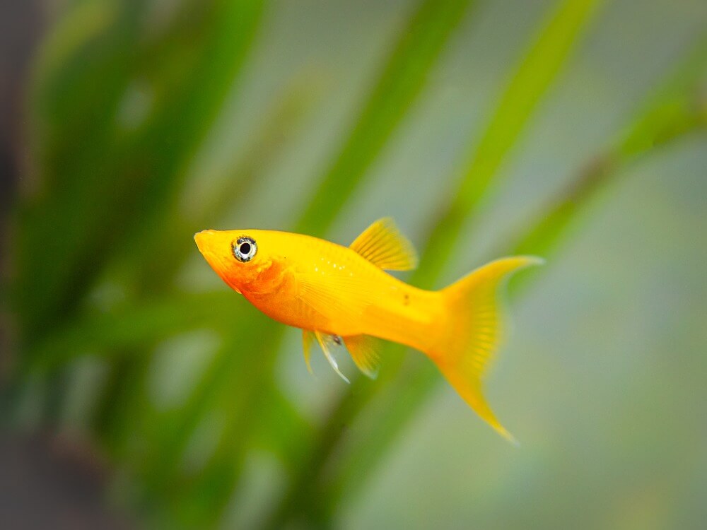 yellow fish