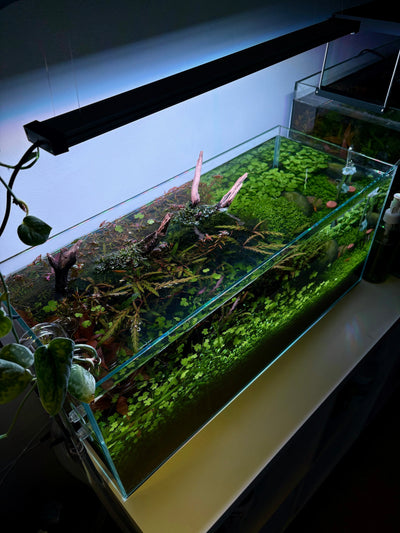 How to keep your aquarium cool in summer