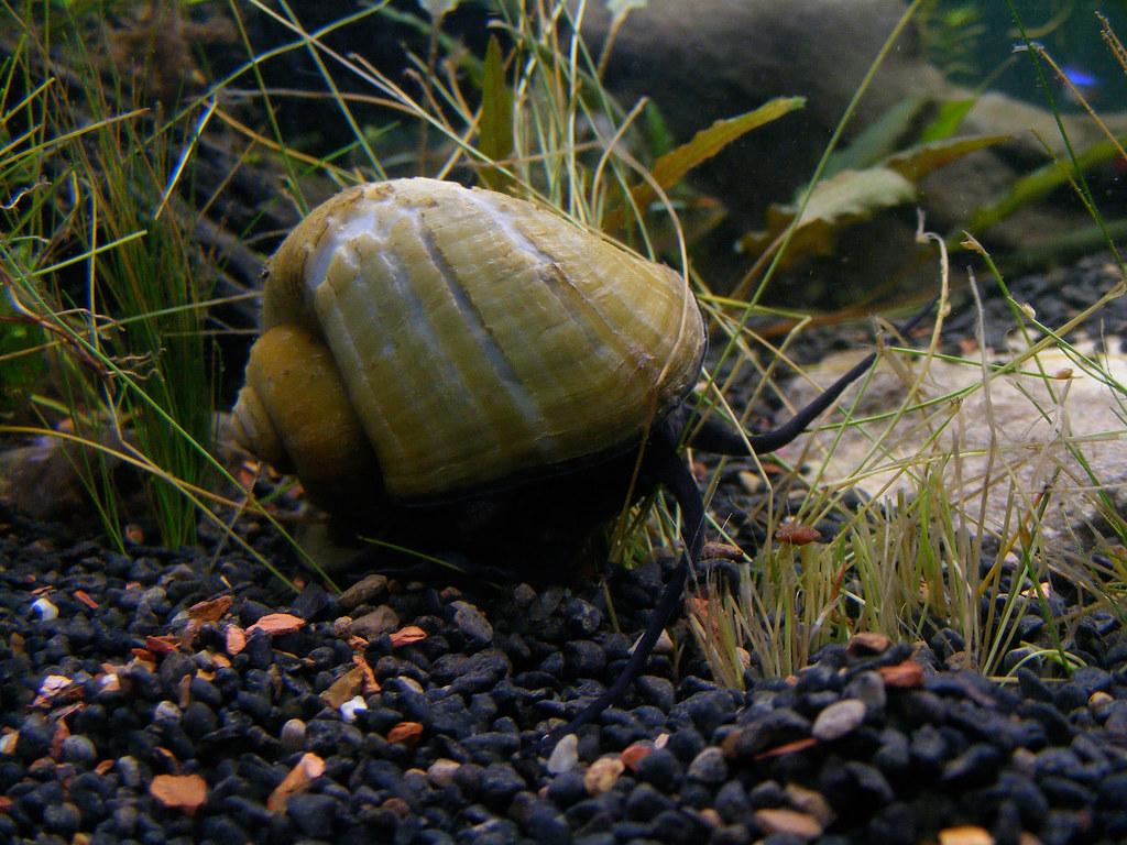 Aquarium Snails: Pest or Beneficial?