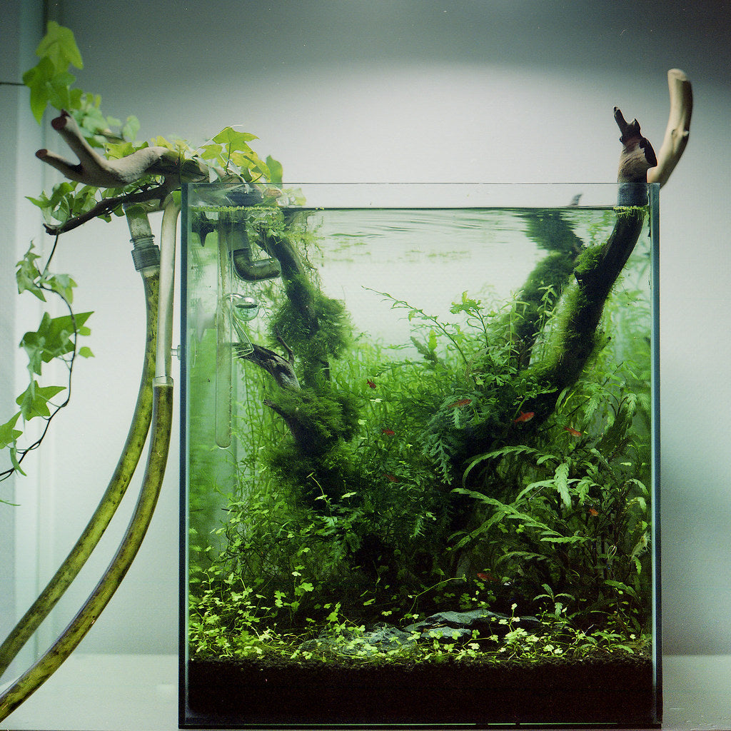 How to Properly Grow Aquarium Plants
