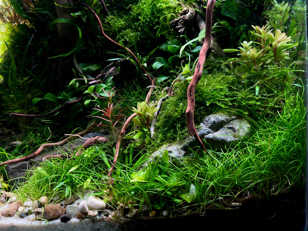Caring for live aquarium plants