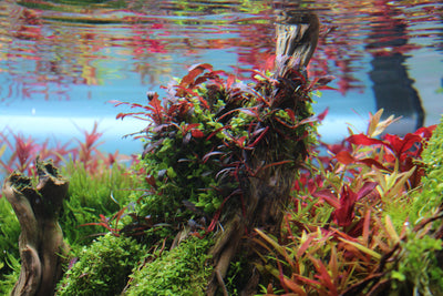 Anchoring the aquarium plants