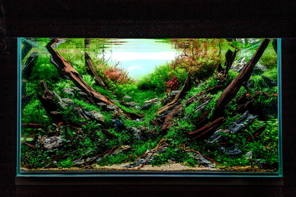 Creating a stunning aquascape: Tips for designing a beautiful aquarium