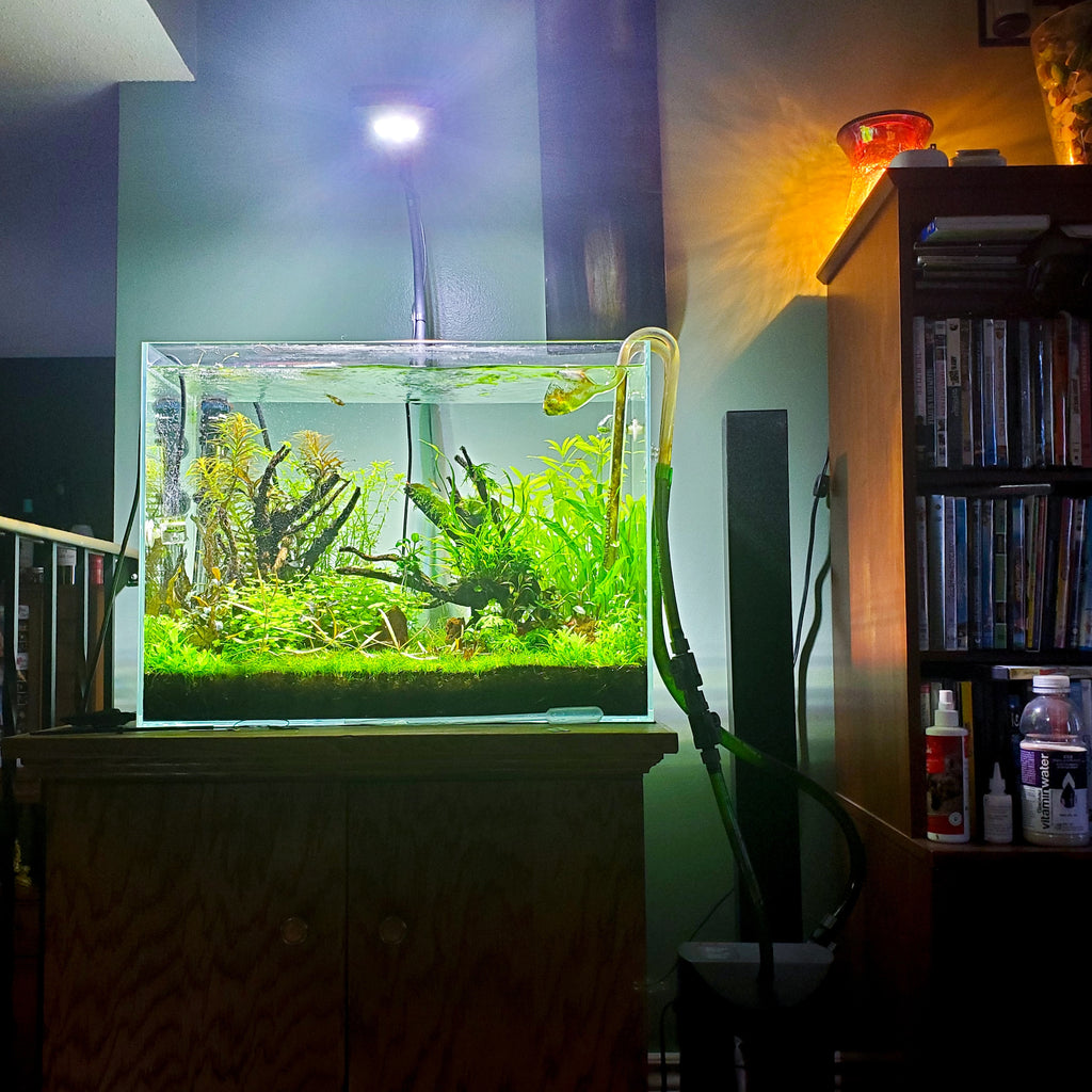 Aquarium CO2 System Which one should I choose