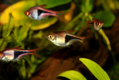 Fish tank temperature control