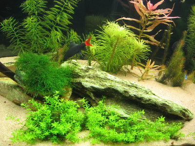 Top plants for breeding aquarium fish