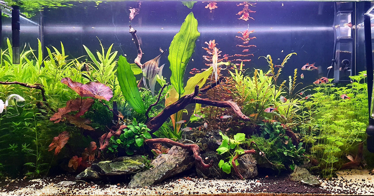 the planted tank