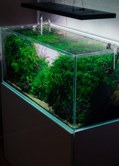 10 common mistakes beginners make in planted aquariums