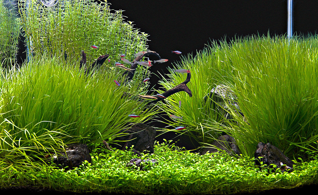 How to grow lush planted tanks without CO2 injections