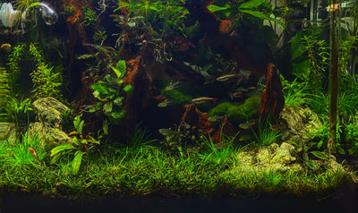 Are bacteria affected due to low pH/KH in aquasoil tanks?