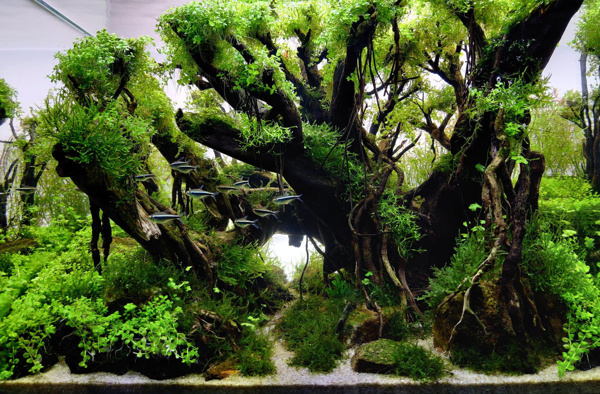 jungle style planted aquarium