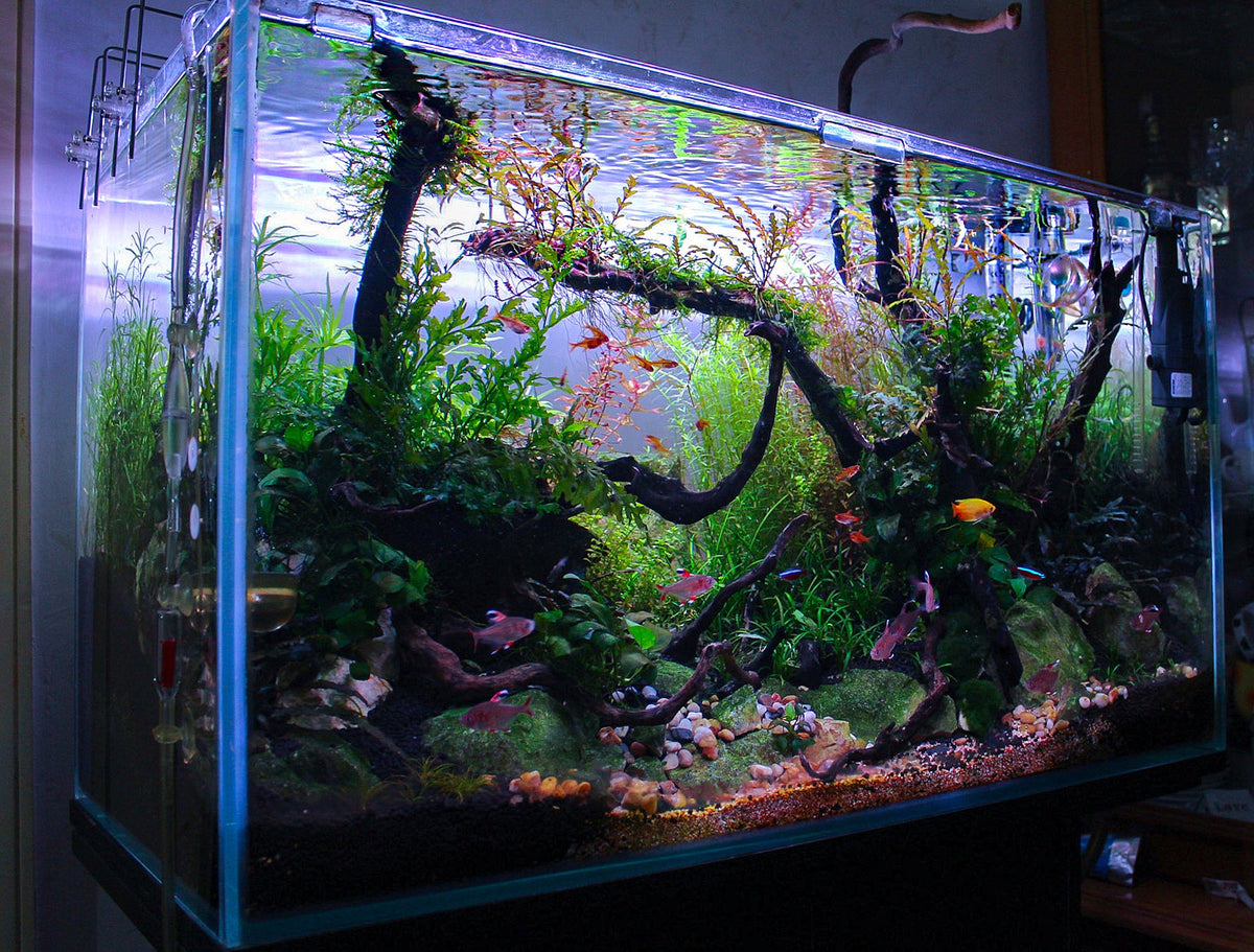 Nutrient Availability and pH in a Planted Aquarium
