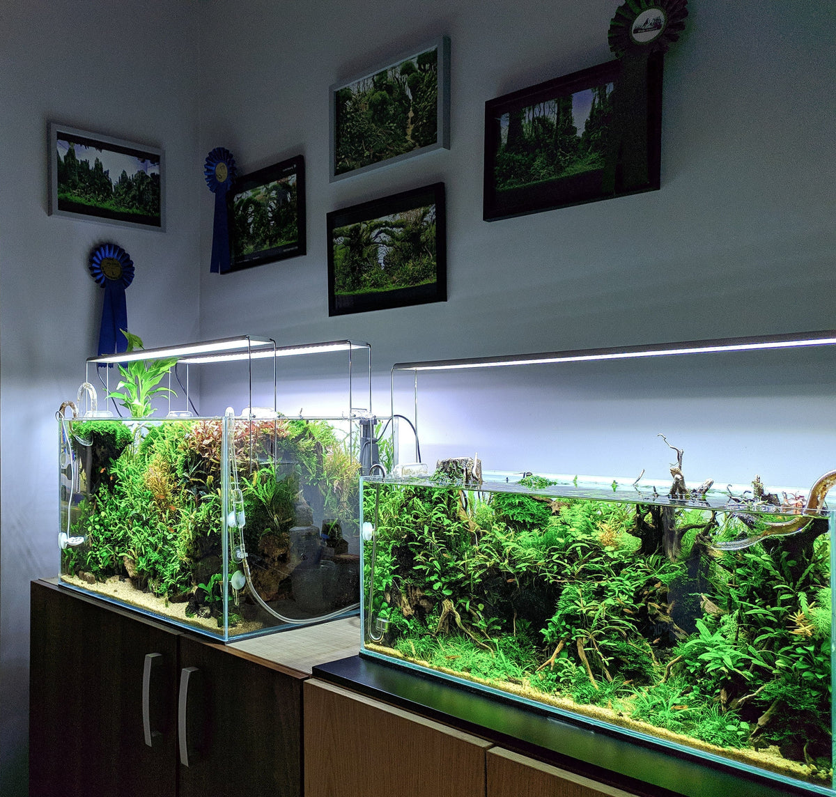 Home aquarium trends to inspire you in 2025