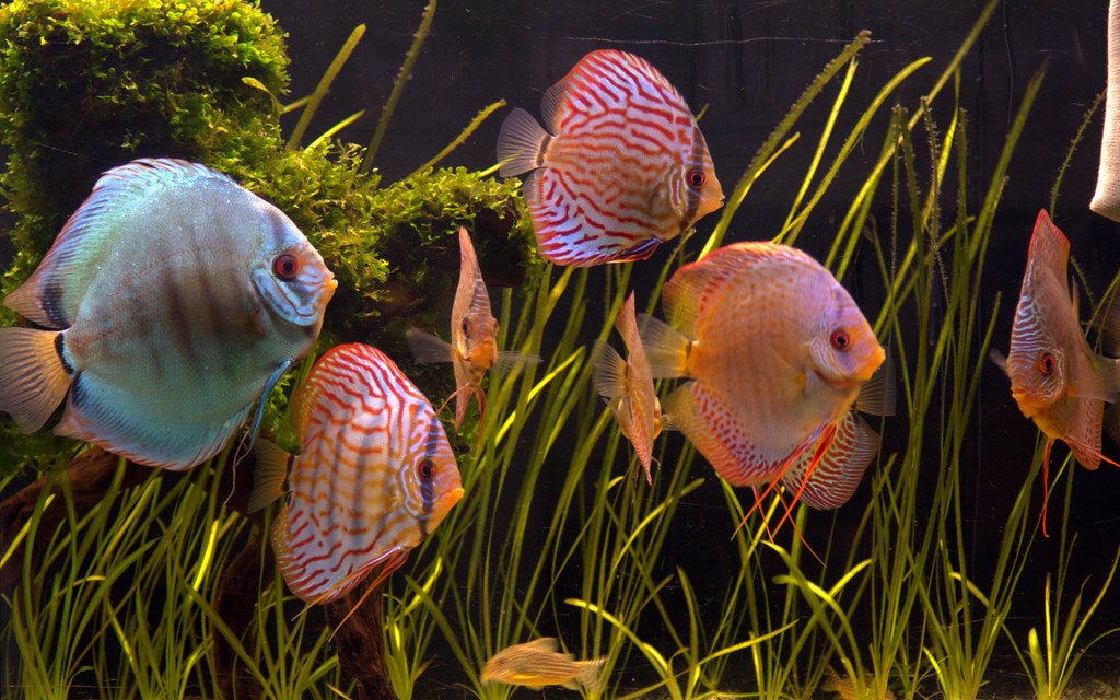 Do fish produce enough CO2 for plants?